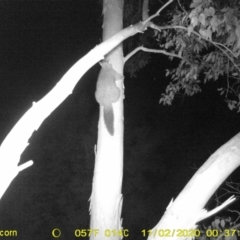 Trichosurus vulpecula (Common Brushtail Possum) at Wodonga, VIC - 1 Nov 2020 by DMeco