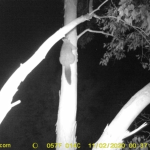 Trichosurus vulpecula at Monitoring Site 103 - Riparian - 2 Nov 2020 12:37 AM