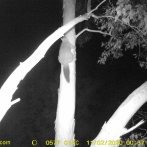 Trichosurus vulpecula at Undefined Area - 2 Nov 2020 12:37 AM