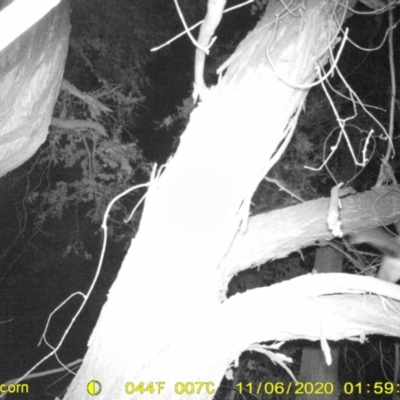 Trichosurus vulpecula (Common Brushtail Possum) at Monitoring Site 105 - Remnant - 6 Nov 2020 by DMeco