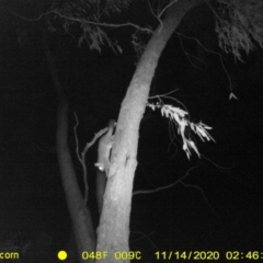 Trichosurus vulpecula (Common Brushtail Possum) at Huon Creek, VIC - 13 Nov 2020 by DMeco