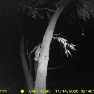 Trichosurus vulpecula at Undefined Area - 14 Nov 2020 02:46 AM