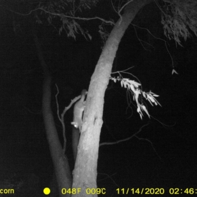 Trichosurus vulpecula (Common Brushtail Possum) at Monitoring Site 106 - Riparian - 13 Nov 2020 by DMeco