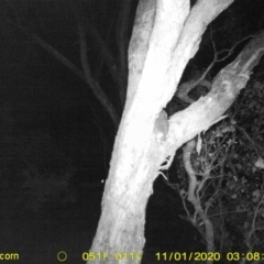 Pseudocheirus peregrinus (Common Ringtail Possum) at Monitoring Site 108 - Road - 31 Oct 2020 by DMeco