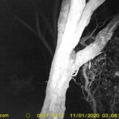 Pseudocheirus peregrinus (Common Ringtail Possum) at Leneva, VIC - 1 Nov 2020 by DMeco