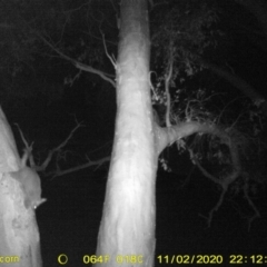 Trichosurus vulpecula (Common Brushtail Possum) at Leneva, VIC - 2 Nov 2020 by DMeco