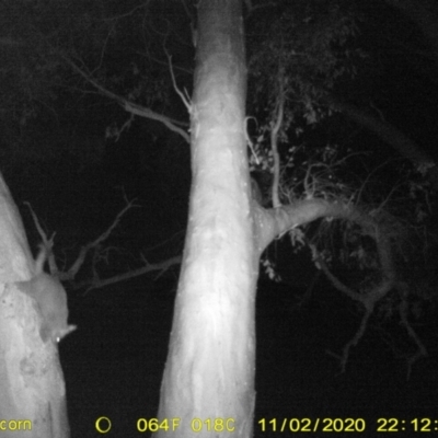 Trichosurus vulpecula (Common Brushtail Possum) at Monitoring Site 109 - Remnant - 2 Nov 2020 by DMeco