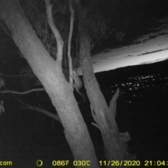 Trichosurus vulpecula (Common Brushtail Possum) at Huon Hill West - 26 Nov 2020 by DMeco