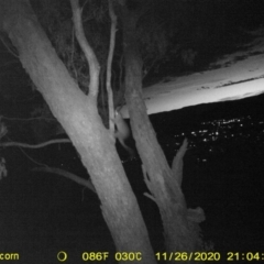 Trichosurus vulpecula (Common Brushtail Possum) at Wodonga - 26 Nov 2020 by DMeco