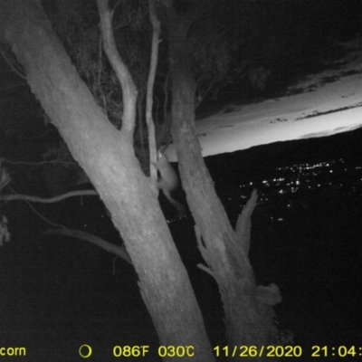 Trichosurus vulpecula (Common Brushtail Possum) at Wodonga - 26 Nov 2020 by DMeco