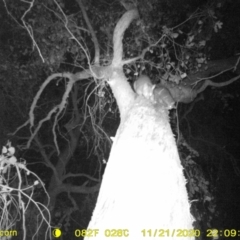 Trichosurus vulpecula (Common Brushtail Possum) at Monitoring Site 121 - Road - 21 Nov 2020 by DMeco