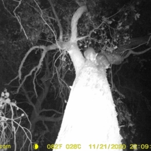 Trichosurus vulpecula at Baranduda, VIC - 21 Nov 2020 10:09 PM