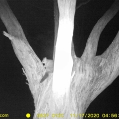 Trichosurus vulpecula (Common Brushtail Possum) at Monitoring Site 122 - Remnant - 16 Nov 2020 by DMeco