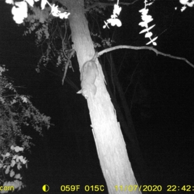 Trichosurus vulpecula (Common Brushtail Possum) at Wodonga - 7 Nov 2020 by DMeco