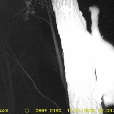 Trichosurus vulpecula (Common Brushtail Possum) at Monitoring Site 124 - Road - 1 Nov 2020 by DMeco