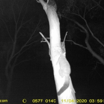 Trichosurus vulpecula (Common Brushtail Possum) at Wodonga - 4 Nov 2020 by DMeco