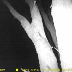 Trichosurus vulpecula (Common Brushtail Possum) at Wodonga - 17 Nov 2020 by DMeco