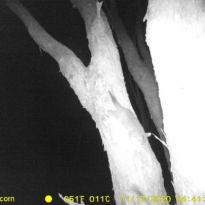 Trichosurus vulpecula at WREN Reserves - 17 Nov 2020