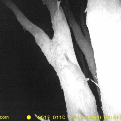 Trichosurus vulpecula (Common Brushtail Possum) at Monitoring Site 141 - Revegetation - 16 Nov 2020 by DMeco