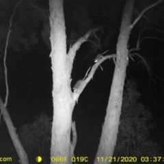 Pseudocheirus peregrinus (Common Ringtail Possum) at WREN Reserves - 20 Nov 2020 by DMeco