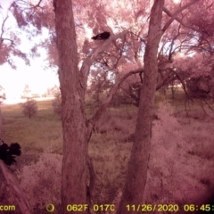 Corcorax melanorhamphos (White-winged Chough) at WREN Reserves - 26 Nov 2020 by DMeco