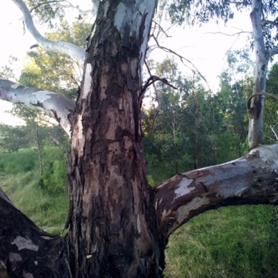 Gymnorhina tibicen (Australian Magpie) at Monitoring Site 150 - Riparian - 18 Nov 2020 by DMeco