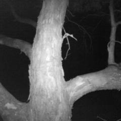 Trichosurus vulpecula (Common Brushtail Possum) at Monitoring Site 150 - Riparian - 18 Nov 2020 by DMeco