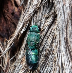 Primeuchroeus sp. (genus) (Cuckoo Wasp) at Acton, ACT - 30 Mar 2021 by Roger