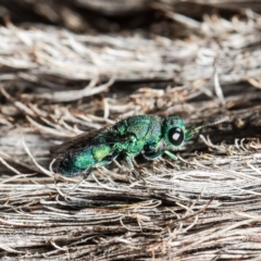 Primeuchroeus sp. (genus) at Acton, ACT - 30 Mar 2021