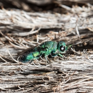 Primeuchroeus sp. (genus) at GG179 - 30 Mar 2021