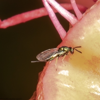 Torymidae (family) (Torymid wasp) at ANBG - 30 Mar 2021 by Roger