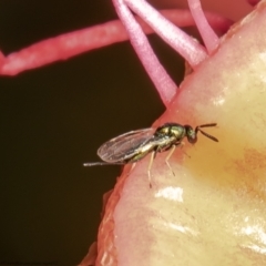 Torymidae (family) (Torymid wasp) at Acton, ACT - 30 Mar 2021 by Roger