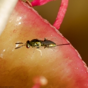 Torymidae (family) at Acton, ACT - 30 Mar 2021