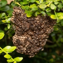 Ropalidia plebeiana (Small brown paper wasp) at Acton, ACT - 30 Mar 2021 by Roger
