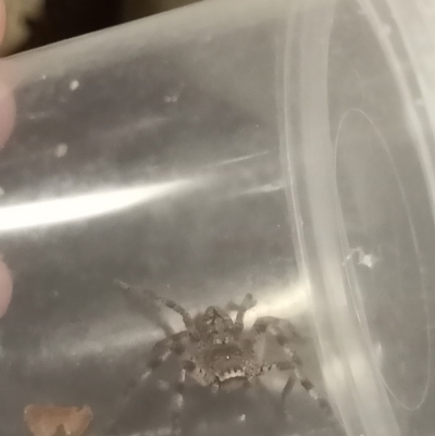 Unidentified Spider (Araneae) at Albury - 30 Mar 2021 by AlburyCityEnviros