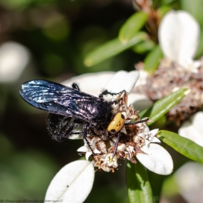 Scolia (Discolia) verticalis (Yellow-headed hairy flower wasp) at ANBG - 30 Mar 2021 by Roger