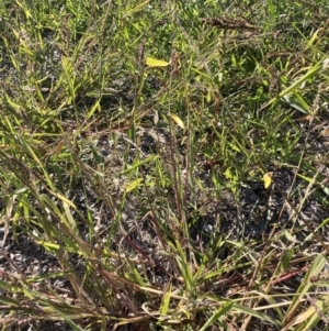 Echinochloa crus-galli at Watson, ACT - 30 Mar 2021