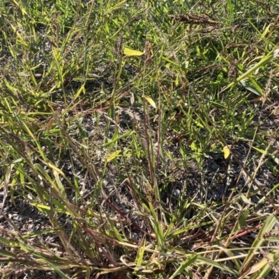 Echinochloa crus-galli (Barnyard Grass) at Watson, ACT - 30 Mar 2021 by waltraud