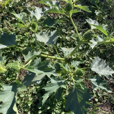 Datura stramonium (Common Thornapple) at Mount Majura - 29 Mar 2021 by waltraud