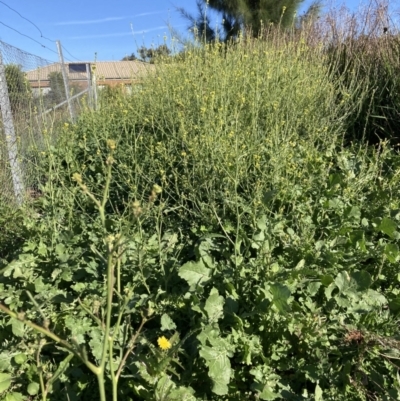 Hirschfeldia incana (Buchan Weed) at Watson, ACT - 30 Mar 2021 by waltraud