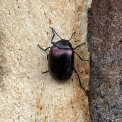Chalcopteroides spectabilis (Rainbow darkling beetle) at QPRC LGA - 27 Mar 2021 by Wandiyali