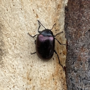 Chalcopteroides spectabilis at Googong, NSW - 27 Mar 2021 12:21 PM