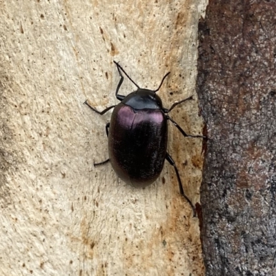 Chalcopteroides spectabilis (Rainbow darkling beetle) at Googong, NSW - 27 Mar 2021 by Wandiyali