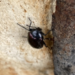 Chalcopteroides spectabilis at Googong, NSW - 27 Mar 2021