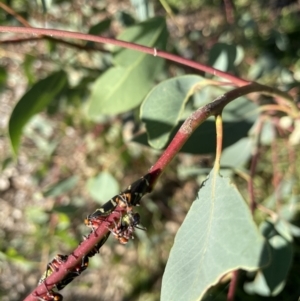 Eurymeloides pulchra at Hackett, ACT - 30 Mar 2021