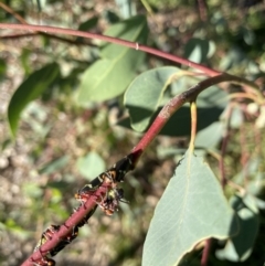 Eurymeloides pulchra (Gumtree hopper) at Hackett, ACT - 30 Mar 2021 by cmobbs