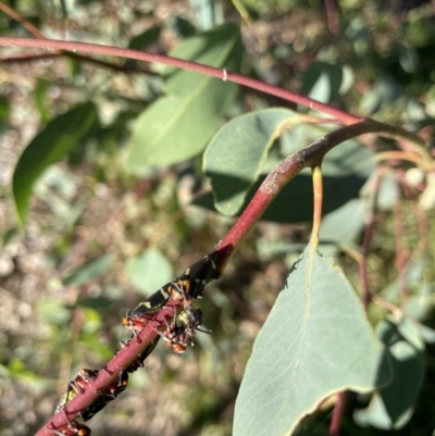 Eurymeloides pulchra (Gumtree hopper) at Hackett, ACT - 30 Mar 2021 by cmobbs