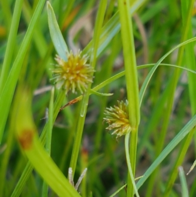 Cyperus sphaeroideus (Scented Sedge) at Bruce, ACT - 30 Mar 2021 by trevorpreston