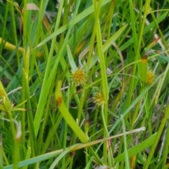 Cyperus sphaeroideus at Bruce, ACT - 30 Mar 2021 04:10 PM