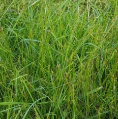 Cyperus sphaeroideus at Bruce, ACT - 30 Mar 2021